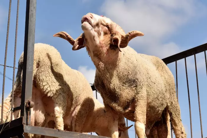 وعود الحكومة تتبخر وصفقات الكبار تزداد سمنة والفلاح الصغير يدفع الثمن