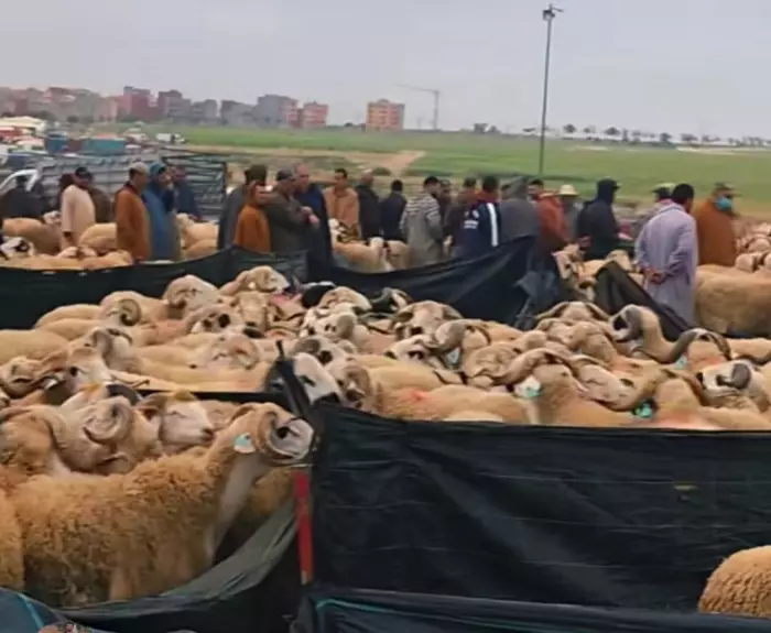 أزمة عيد الأضحى بالمغرب بين غلاء المعيشة وركود أسواق الغنم