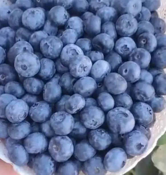 معركة التوت الأزرق تشتعل والمغرب يخسر مواقع في أوروبا وروسيا ويقتحم السوق الأمريكية بقوة