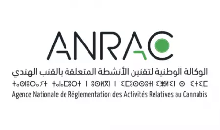 المغرب يكرس مكانته كمزود موثوق للقنب الهندي الطبي والصناعي
