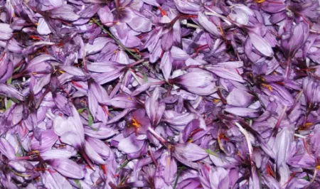 تالوين..عاصمة الزعفران التي تحيك خيوط الذهب الأحمر بأنامل نسائها في قلب جبال الأطلس