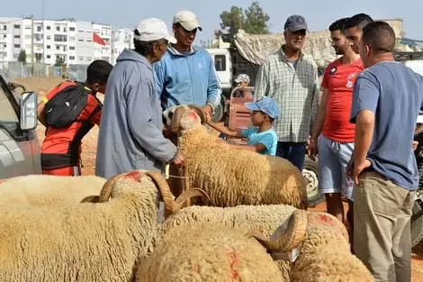 ظاهرة الشناقة التي اكتسحت كل المجالات..من يسندها؟متى يتم شنقها؟وكيف السبيل إلى ذلك؟