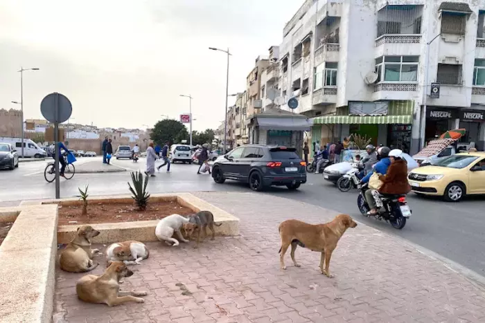 المغرب تحت حصار الكلاب الضالة والشوارع تتحول إلى بؤر خوف والدولة عالقة بين غضب المواطنين وضغط جمعيات الرفق بالحيوان قبل مونديال 2030