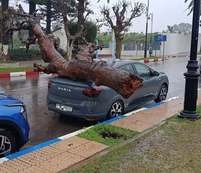 رياح عاتية تُسقط شجرة عملاقة على سيارة في قلب العرائش