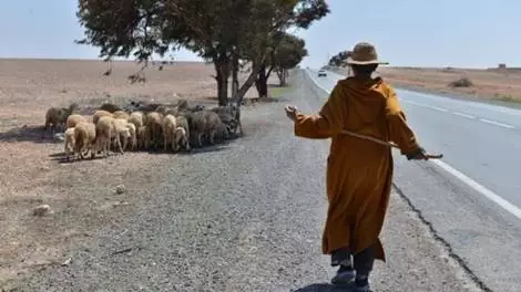 صدام مفتوح في أسواق العيد والفلاح الصغير بين مطرقة التشهير الإعلامي وسندان المقاربة الأمنية وسط اتهامات بحماية لوبيات الاحتكار ونقابة الفلاحين تدخل على الخط
