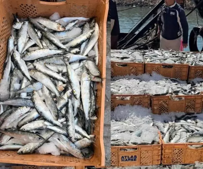 انقر على الرابط او الصوره لقراءه المقا