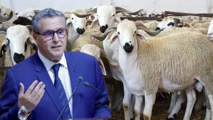 خروف العيد يُشعل غضب المغاربة وحكومة أخنوش بين "وعود الألف درهم" ولسعة الأسواق الملتهبة!
