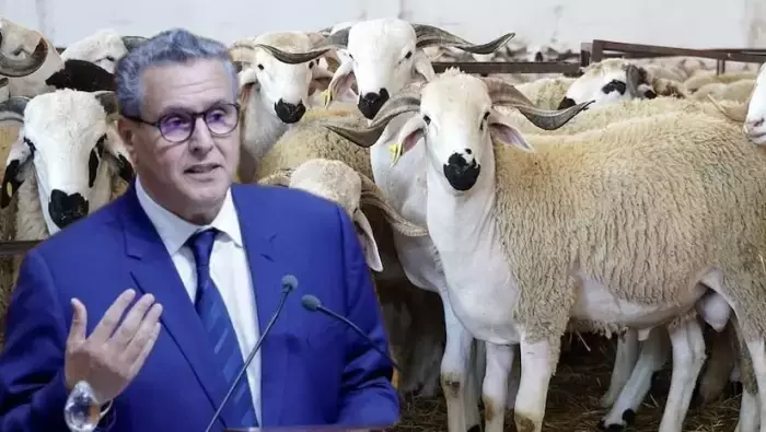 أخنوش في فخ خروف العيد وحكومة السوق الحر ترتبك أمام جشع المضاربين ومجلس المنافسة يضعها أمام امتحان التسقيف