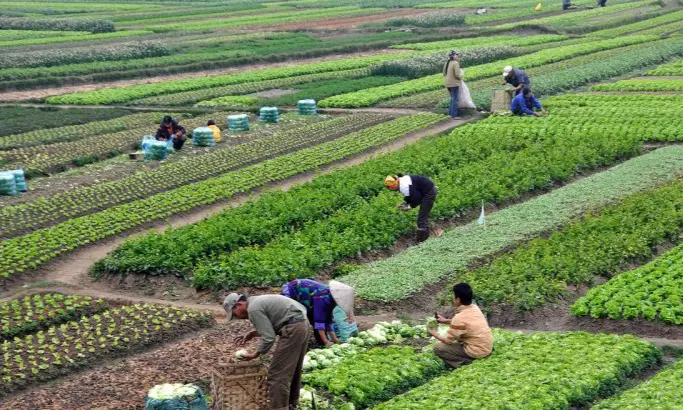 خمسة أشهر من ندرة التساقطات والتحديات..الفلاحة المغربية في 2025 بين صمود المقاولات وانهيار الدورات الزراعية