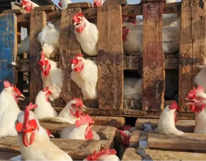 "خليه وعلفو مزيان تال العيد الكبير" حملة مقاطعة مغربية تهز سوق الدواجن