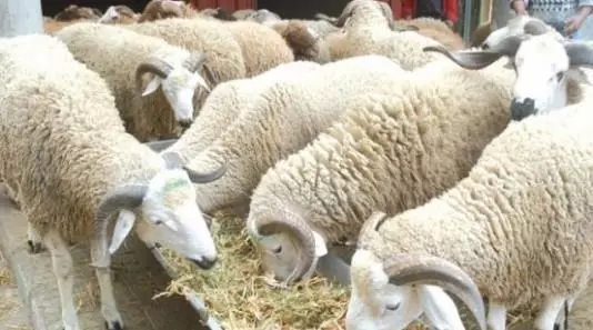 الفريق الحركي يُفجّرها واستنفار برلماني عاجل لكشف حقيقة أسعار الأضاحي ووضع القطيع الوطني