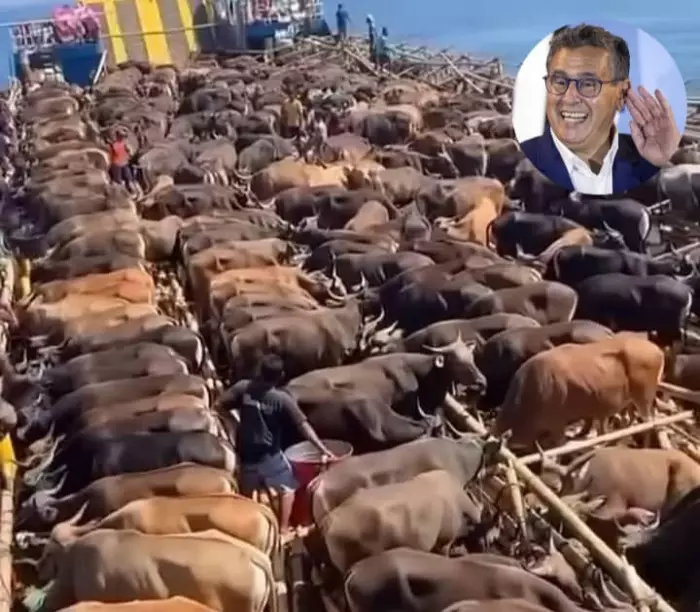 نفاد حصة استيراد 300 ألف رأس من الأبقار بالمغرب يثير مخاوف من ارتفاع جديد في أسعار اللحوم الحمراء