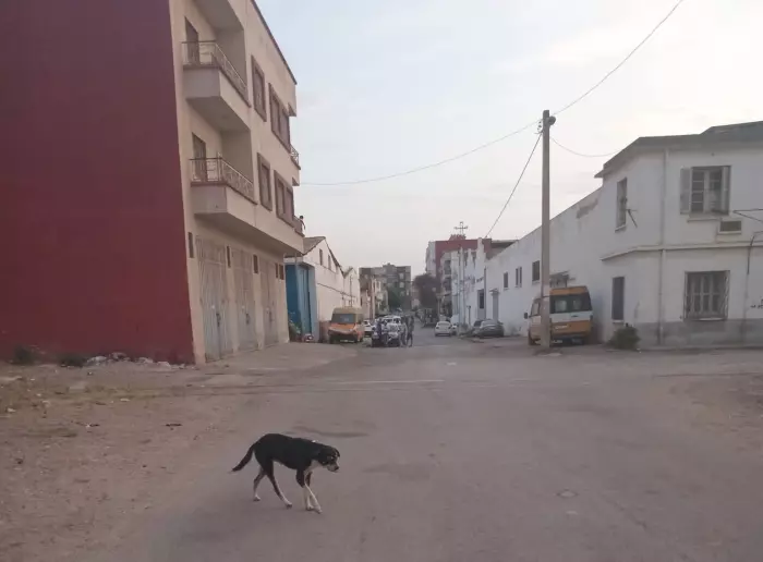 كلبة مسعورة ترعب سكان القنيطرة.. والسلطات في سبات عميق
