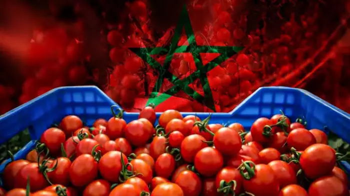 الطماطم المغربية تكتسح إسبانيا والمنتج المحلي يتراجع والرباط تفرض هيمنتها