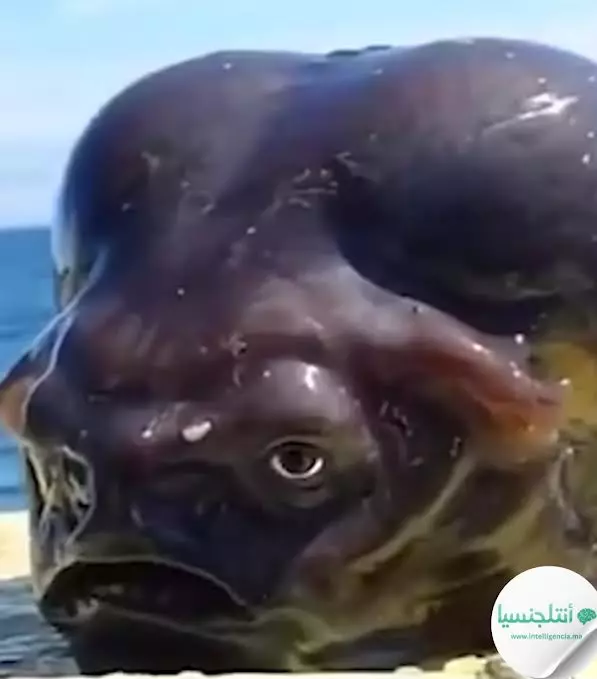 انقر على الرابط او الصوره لقراءه المقا