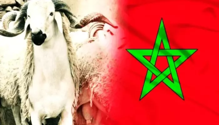 رغم قرار المنع..المغاربة يقبلون على شراء الأكباش مذبوحة قبيل عيد الأضحى