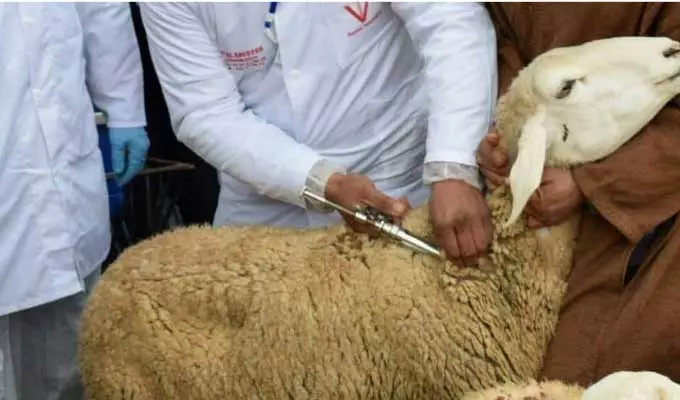 تأخر مستحقات البياطرة يهدد حملات تلقيح الماشية