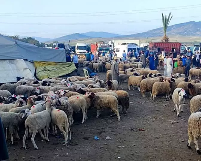 بعد حالات التسيب..سلطات طنجة تقتلع جذور الاستعداد للعيد من السوق الشعبي