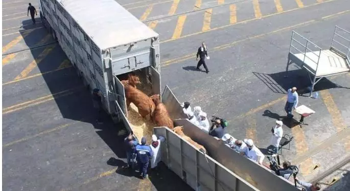 المغرب في صدارة خارطة التصدير الجديدة والبرازيل تفتح بوابة الماشية نحو إفريقيا