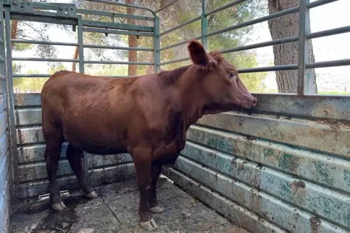 البقرة الحمراء تثير جدلا دينيا وسياسيا بعد ولادتها في الجليل وتداعيات مرتبطة بالمسجد الأقصى