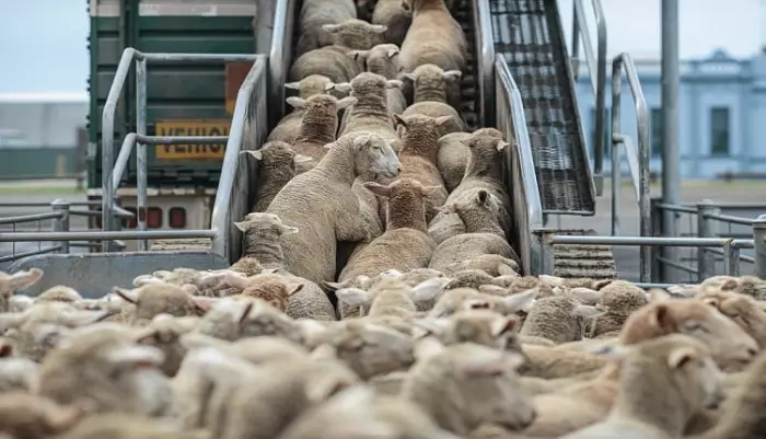 لجنة تقصي الحقائق حول دعم المواشي بالمغرب تتحول إلى ساحة صدام سياسي داخل مجلس النواب بين المعارضة والموالاة