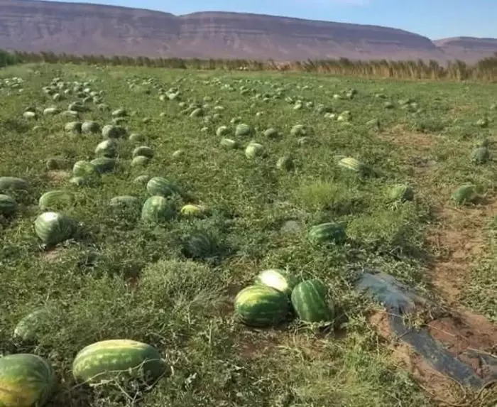 الدلاح يتبخر تحت لهيب الشمس.. آلاف الهكتارات تعرضت للضياع
