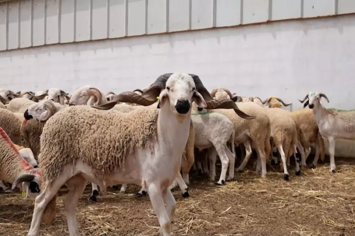 أنباء عن إلغاء شعيرة عيد الأضحى بسبب الحرب الإيرانية مع أمريكا وإسرائيل