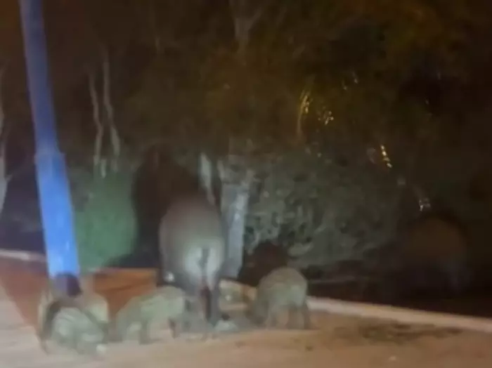 خطر الخنازير في طريق مهدية يساهم في تهديد أرواح المواطنين والحيوانات