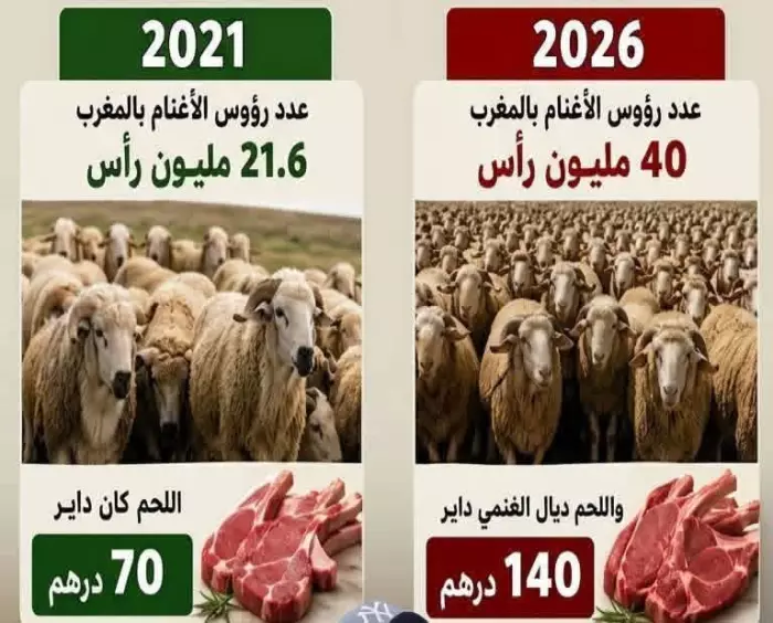 من 21 مليون رأس إلى 40 مليون والنتيجة صدمة في الأسواق..أين تبخرت الأغنام ولماذا تضاعفت أسعار اللحم؟