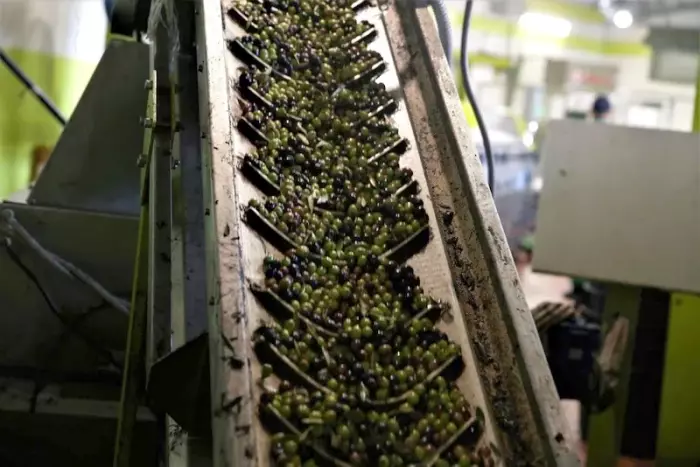 جهة بني ملال خنيفرة وفرة الزيتون وحركة فلاحية في المنطقة