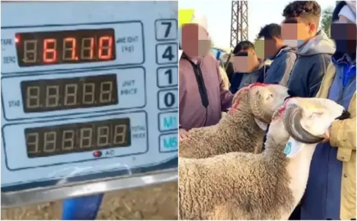 اياما قليلة قبل عيد الاضحى . مطالب رقمية بقطع الطريق على الشناقة في  بهذا الحل الناجع