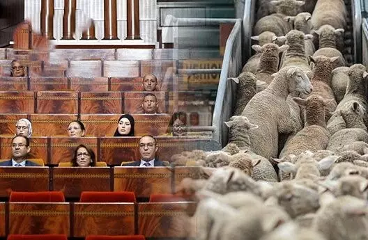 "فراقشية" الدعم” تحت النار وقيادي في "البيجيدي" يفجّرها:من عطّل الحقيقة في ملف أكباش العيد؟