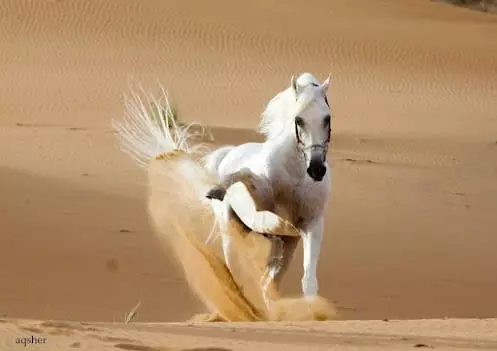 انقر على الرابط او الصوره لقراءه المقا