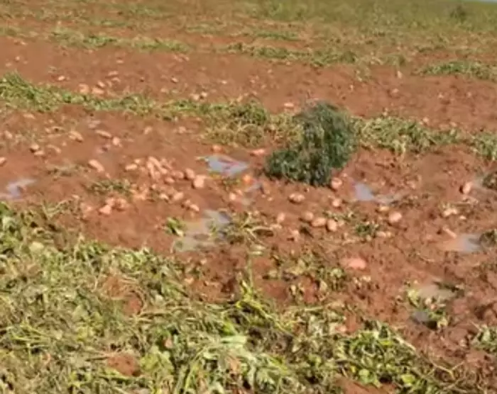 خسائر الفلاحين المغاربة وأمل موسم استثنائي