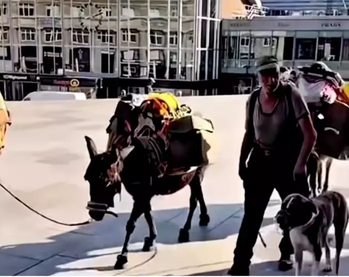 ألمانيا تغلي على وقع أزمة المحروقات واحتجاجات صادمة تجتاح برلين على ظهور الحمير