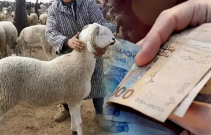 انفجار غضب حقوقي بسبب "خروف الأغنياء" وحقوقيون يطالبون بكشف مصير مليارات دعم الماشية ومحاسبة المتورطين