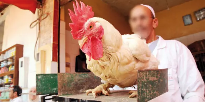 "الدجاج كيطيح اليوم وغدا يطلع":انخفاض مؤقت للأسعار في الأسواق المغربية ومخاوف من ارتفاع جديد بسبب الحرارة
