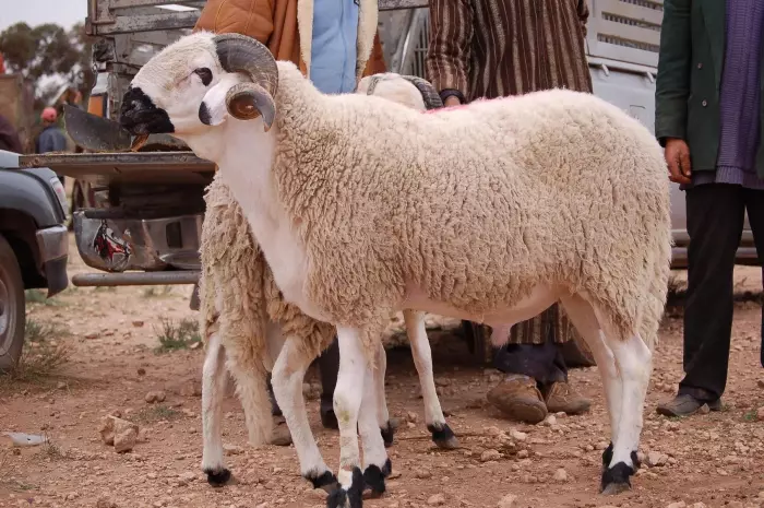 فرحة قبل العيد وصرف استثنائي ومبكر لمعاشات المتقاعدين يُنعش الجيوب قبيل "الأضحى"