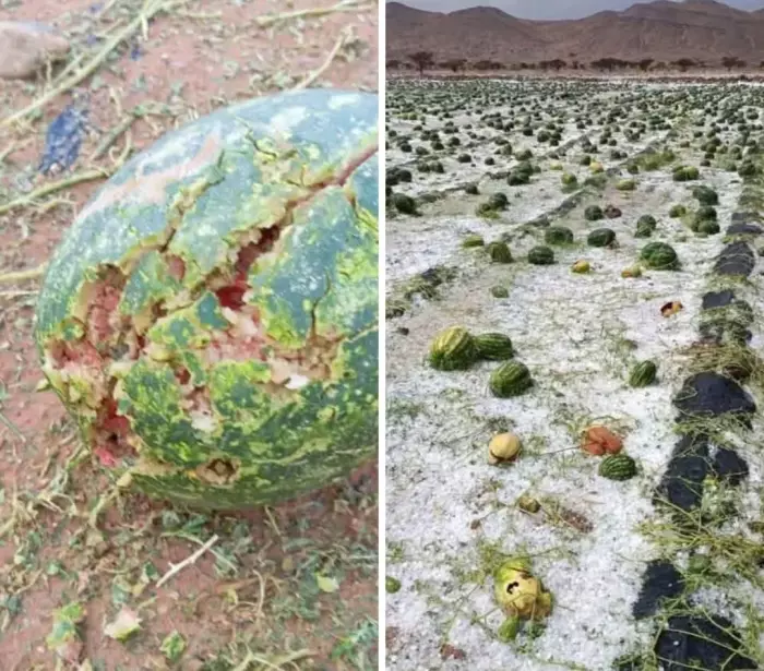 "التبروري" بزاكورة يُجهز على حقول "الدلاح".. والفلاحون يستنجدون بالحكومة