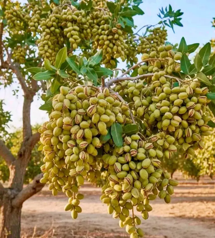 حمّى الفستق تضرب السوق المغربية وواردات قياسية تكشف تحوّل الذوق الاستهلاكي وتطرح أسئلة السيادة الغذائية