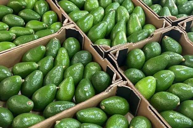 المغرب يخطف عرش الأفوكادو إفريقياً و141 ألف طن تقلب موازين التصدير في 2025