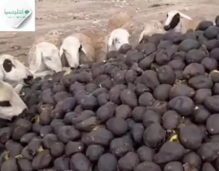 بالفيديو: كارثة أشجار الأفوكادو التي إستنزفت كميات كبيرة من الماء فاكهتها تأكلها الأغنام اليوم