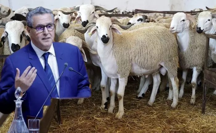 8 ملايين خروف في السوق لعيد الأضحى وجيوب المغاربة تسأل:إذا كان "الحولي" متوفراً فمن أشعل نار الأسعار؟
