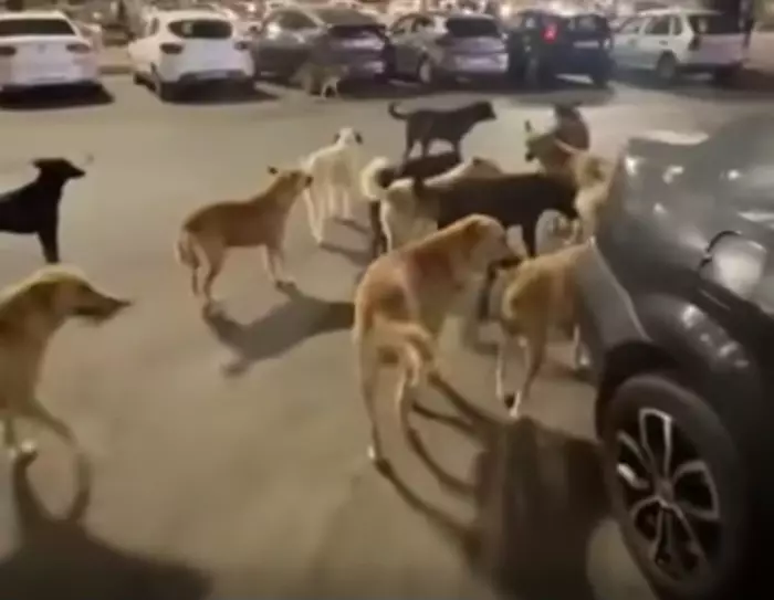 كلاب "الصارفة" تفضح عورة أكادير السياحية: فوضى الشوارع تصفع صورة المغرب قبيل التظاهرات العالمية