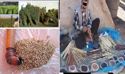 تاريخ ظهور “الكيف”و”الحشيش” بالمغرب و كيف إنتصر 